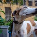 Christine Dorchak raises money for GREY2K USA's Sponsor a Hound program that provides funding for greyhounds as they are released from closing racetracks.