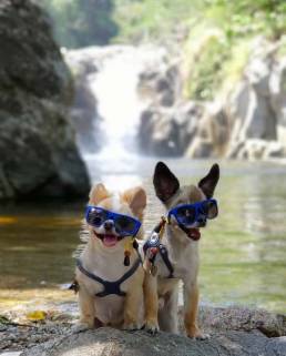 Two globe-trotting, social media pups pose for the cameras and interact with people like they know they are famous dogs