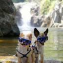 Two globe-trotting, social media pups pose for the cameras and interact with people like they know they are famous dogs