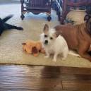 Three dogs enjoying their Snuggle Puppy anxiety solution stuffed toy
