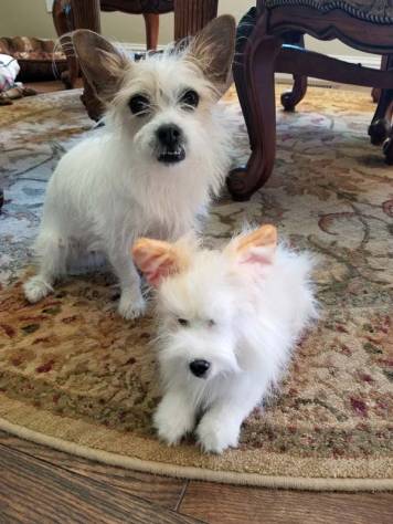 A pup and his Snuggle Puppy toy