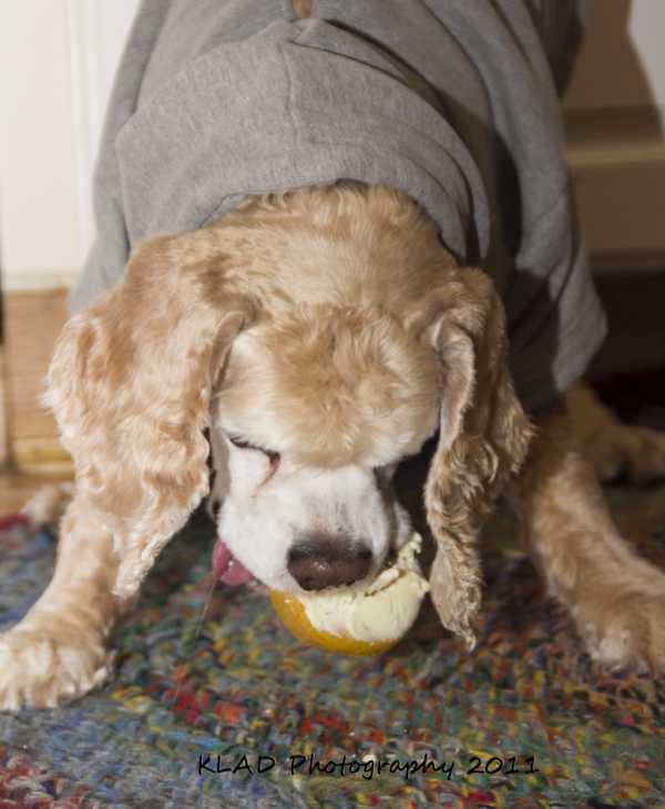 PuppyCakes Dog Cake Mix Mmmm good product review FIDO Friendly