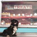 The Seattle Barkery—A Treat Truck (and more!) for Dogs!