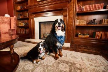 Fido greeting guests and visiting with on-site staff