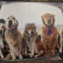 Dogs are allowed on the gondola, so we knew we were in the right place.