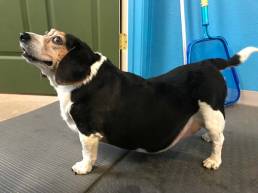Meet Pearl, the overweight Beagle