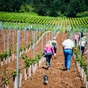 Sip, Shine and Stroll in Oregon Wine Country
