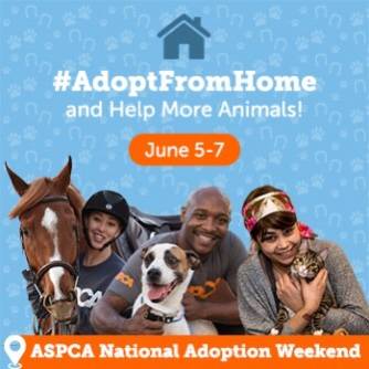 Aspca National Adoption Weekend Campaign June 5 7 To Encourage Virtual Pet Adoption During Covid Fido Friendly