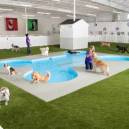 Paradise 4 paws Resort