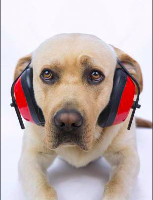 Dog headphones outlet for thunder