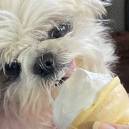 fido's first ice cream cone experinece!