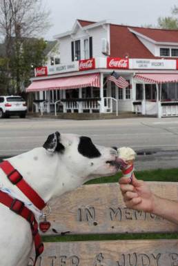 Fido enjoying some ice cream
