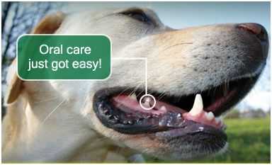 dental products for dogs