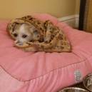 A small dog, Honey, snuggles into a Langham signature pink pet bed.