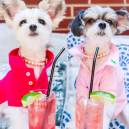 Pet influencers, Tinkerbelle and Belle 