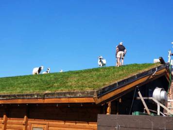 roof-grooming goats gaze atop the roof of Al Johnson’s Swedish Restaurant.