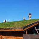 roof-grooming goats gaze atop the roof of Al Johnson&rsquo;s Swedish Restaurant.