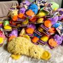 First large donation of stuffed duck toys