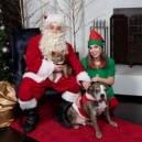 Santa and elf with a couple of dogs at Palomar Philly