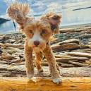 Puppy on the beach at Island inn 