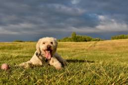 A dog named 'Woof' laying down in a field with his ball
